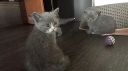 Britská modrá,lila a bicolor