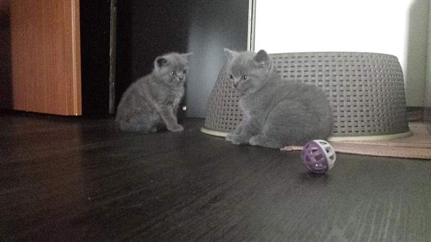 Britská modrá,lila a bicolor