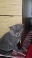 Britská modrá,lila a bicolor