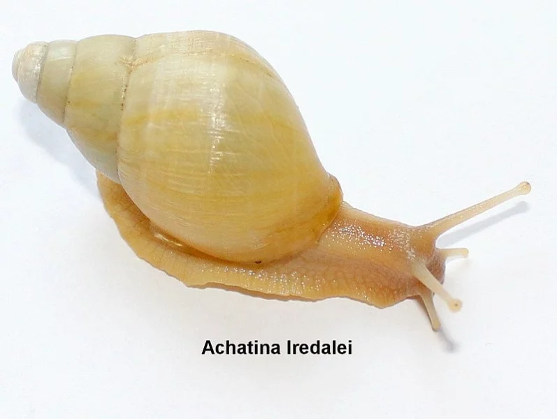 Achatina - Oblovky