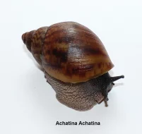 Achatina - Oblovky