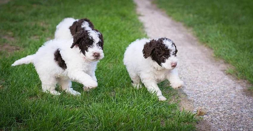 Lagotto Romagnolo - nejlevnější v ČR!