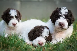 Lagotto Romagnolo - nejlevnější v ČR!