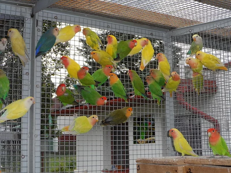 Agapornis Růžohrdlý