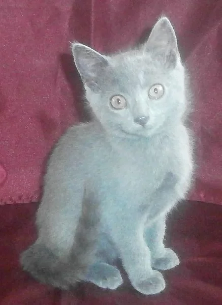 Kartouzská koťátka s PP