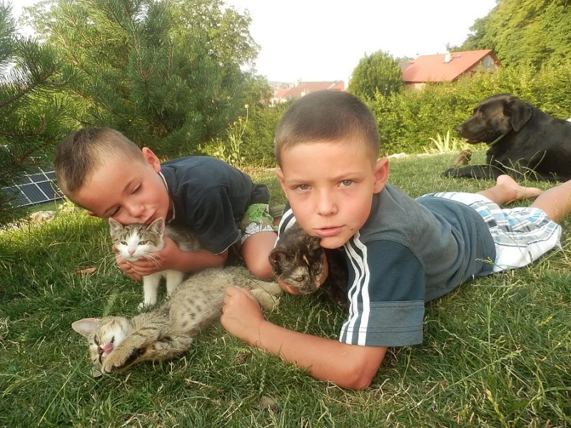 Daruji májová koťata