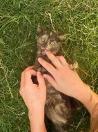 Daruji májová koťata