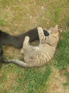 Daruji májová koťata