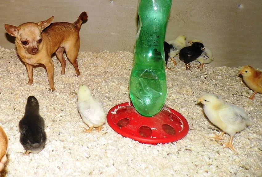 jednodenní kuřata nosnic dne 31.08.2015