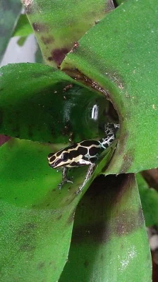 Ranitomeya amazonica