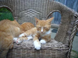 Silný kluk