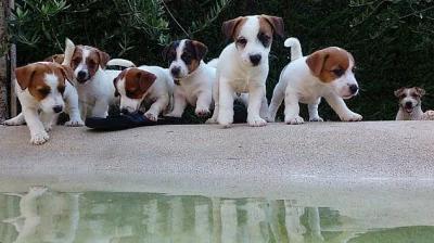Jack russell terrier s PP štěňátka