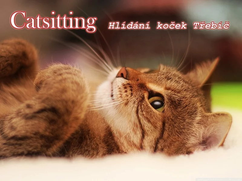 HLÍDÁNÍ KOČEK / CATSITTING TŘEBÍČ