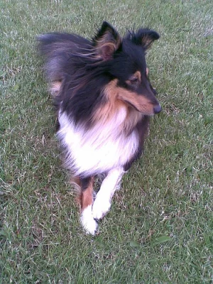 Hledá se sheltie