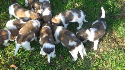 Kooikerhondje