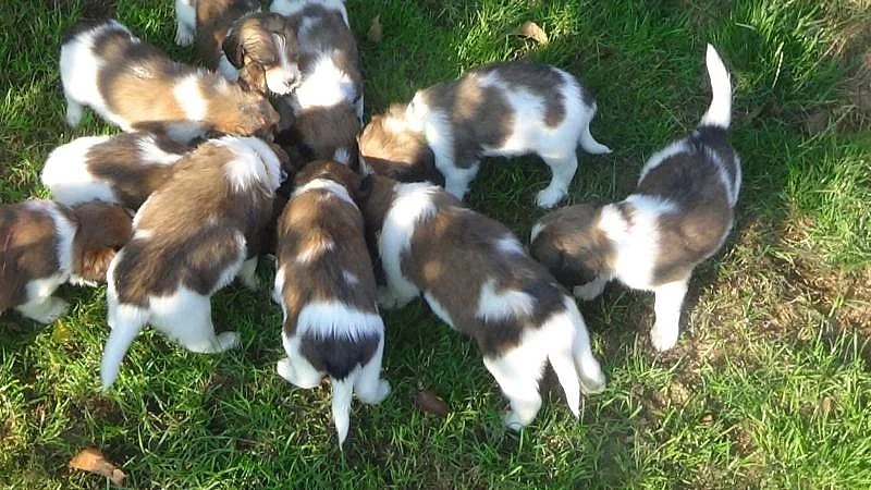 Kooikerhondje