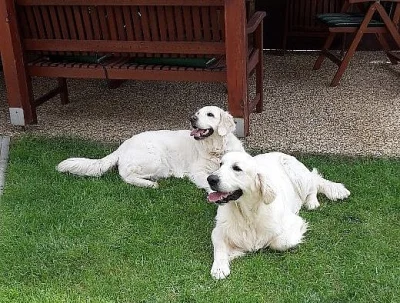 Zlatý retriever štěňátka s PP