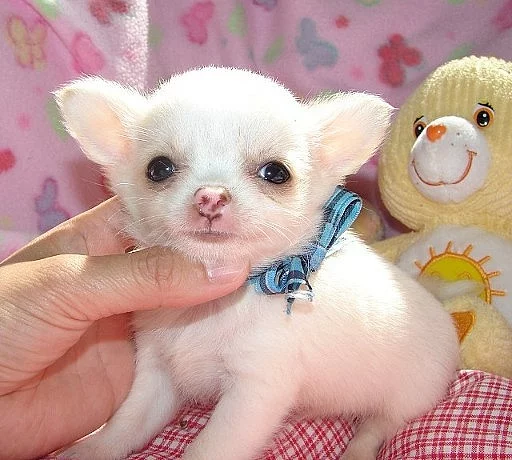 Mini civava