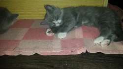 Britská modrá a bicolor