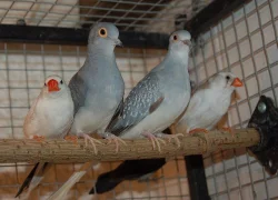 Rosely,Korely, Andulky,Holoubci,Zebřičky