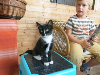 Darujeme koťata