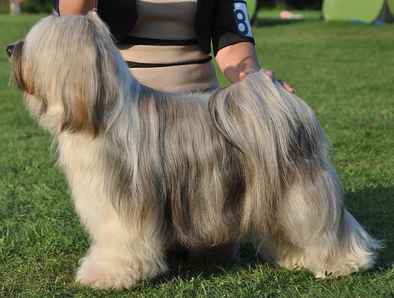 Tibetský teriér - krásné fenky