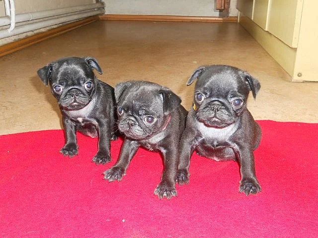Mops štěňátka černé fenečky s Průkazem původu k prodeji.