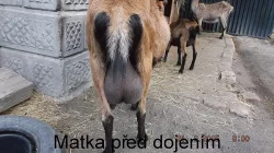 Prodám letošní kozičku po dobré dojnici
