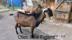 Prodám letošní kozičku po dobré dojnici