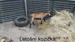 Prodám letošní kozičku po dobré dojnici