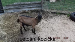 Prodám letošní kozičku po dobré dojnici