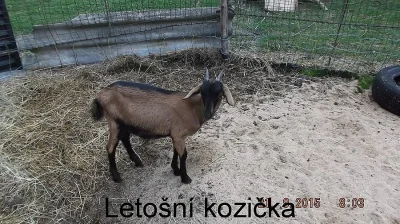 Prodám letošní kozičku po dobré dojnici