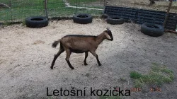 Prodám letošní kozičku po dobré dojnici