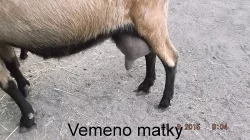 Prodám letošní kozičku po dobré dojnici