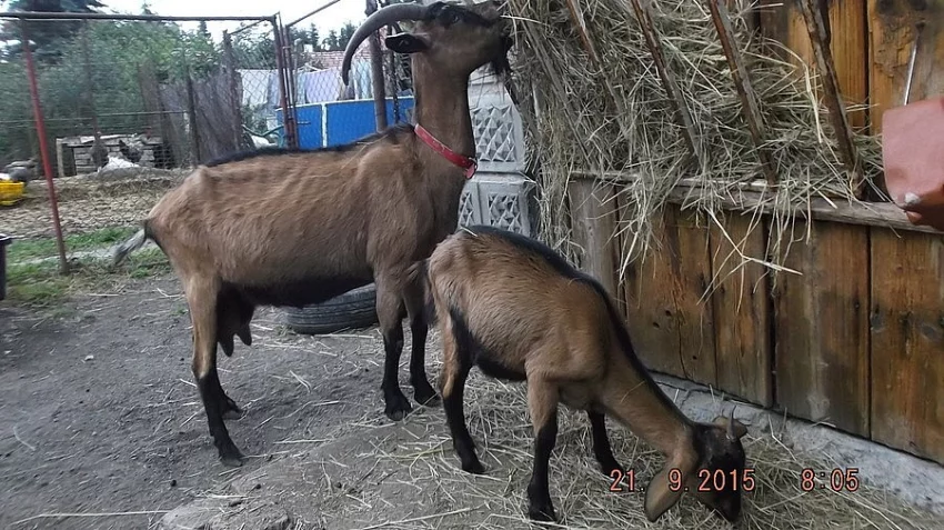 Prodám letošní kozičku po dobré dojnici