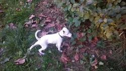Jack Russell terier (parson) - štěňata