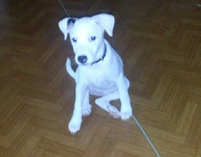 Jack Russell terier (parson) - štěňata