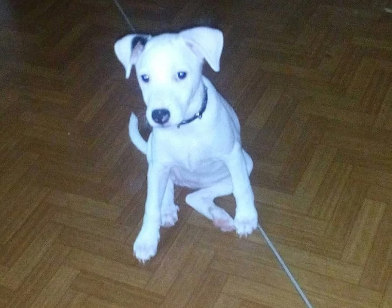 Jack Russell terier (parson) - štěňata