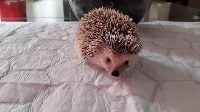 Exotický Africký Pygmy Ježek