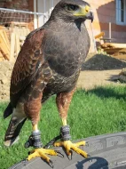 Káně harrisovo