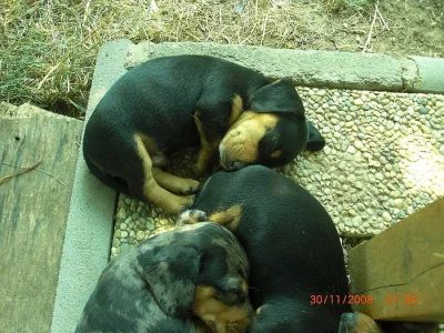 Tygrovaný jezevčík modrý.