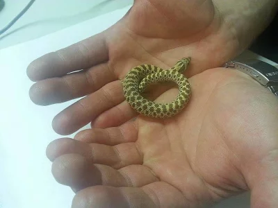 Heterodon nasicus 0 , 1 - NZ 2015 ,  heteroalbino