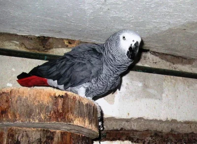 Papoušek šedy – Žako