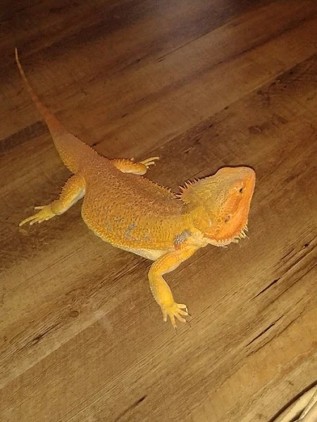 DOSPĚLÁ AGAMA VOUSATÁ (Pogona vitticeps 1,0 Sandfire
