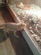 DOSPĚLÁ AGAMA VOUSATÁ (Pogona vitticeps 1,0 Sandfire