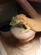 DOSPĚLÁ AGAMA VOUSATÁ (Pogona vitticeps 1,0 Sandfire