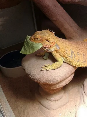 DOSPĚLÁ AGAMA VOUSATÁ (Pogona vitticeps 1,0 Sandfire