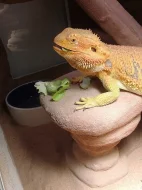DOSPĚLÁ AGAMA VOUSATÁ (Pogona vitticeps 1,0 Sandfire