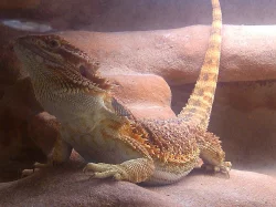 DOSPĚLÁ AGAMA VOUSATÁ (Pogona vitticeps 1,0 Sandfire
