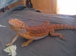 DOSPĚLÁ AGAMA VOUSATÁ (Pogona vitticeps 1,0 Sandfire
